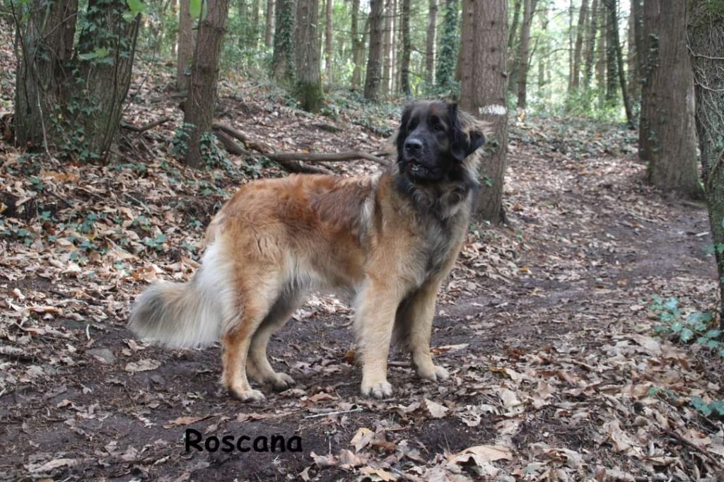 Roscana des Terres de Brière