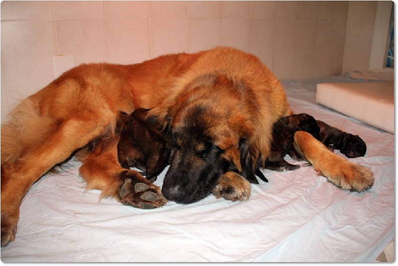 des Terres de Brière - Leonberger - Portée née le 09/04/2014