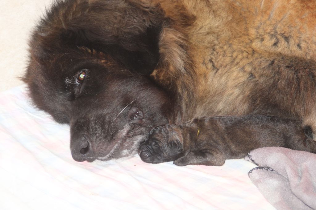 des Terres de Brière - Leonberger - Portée née le 18/11/2023