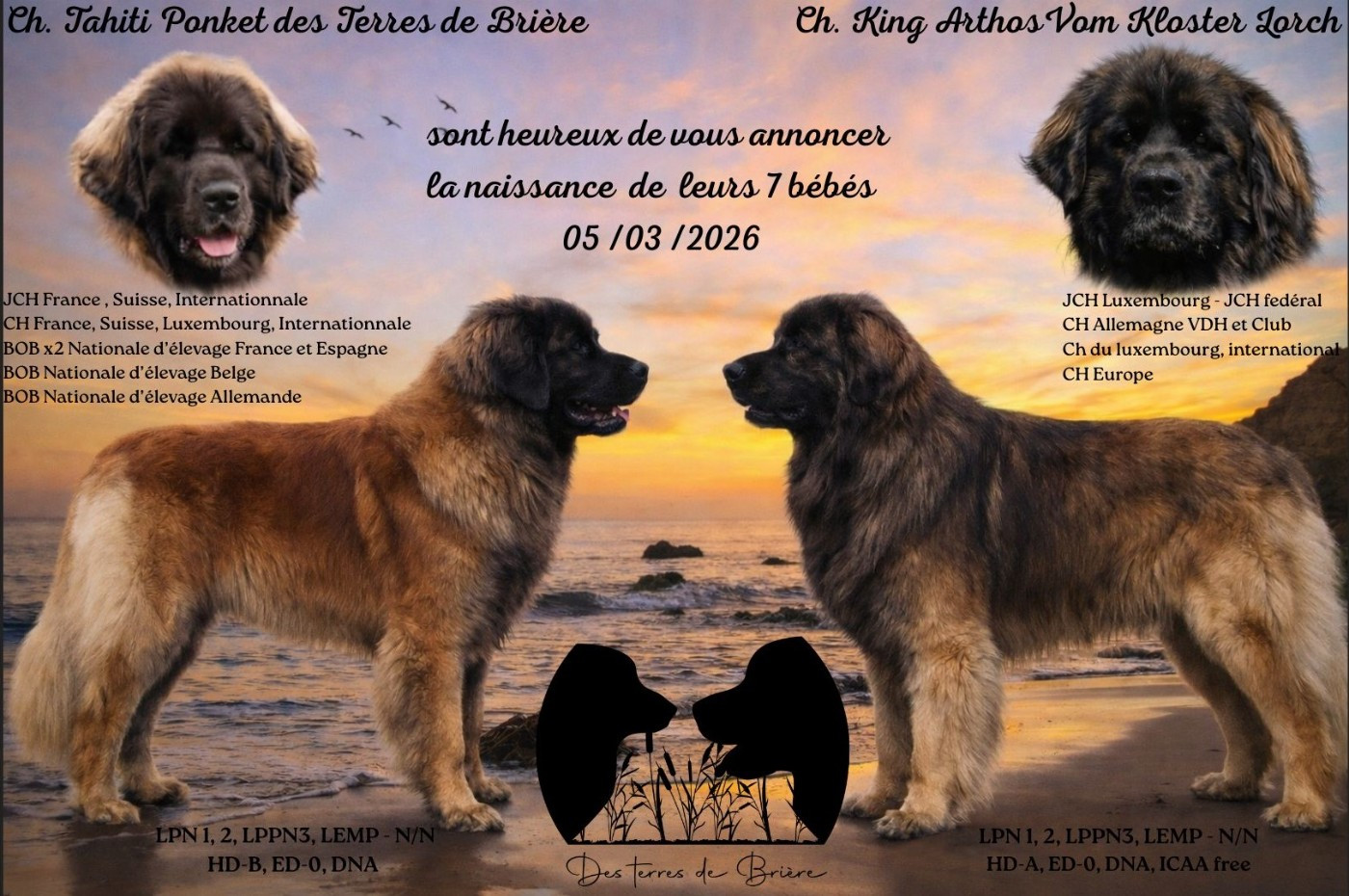 des Terres de Brière - Leonberger - Portée née le 05/03/2026