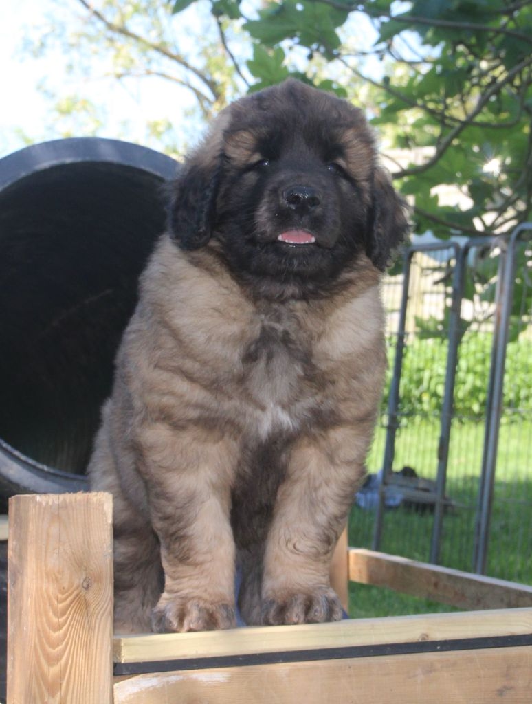 des Terres de Brière - Chiots disponibles - Leonberger