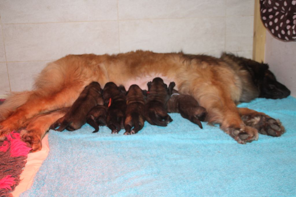 des Terres de Brière - Leonberger - Portée née le 06/03/2023