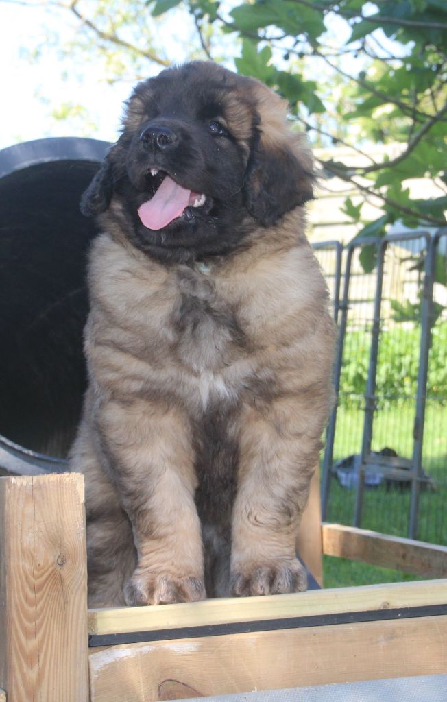 des Terres de Brière - Leonberger - Portée née le 11/03/2025